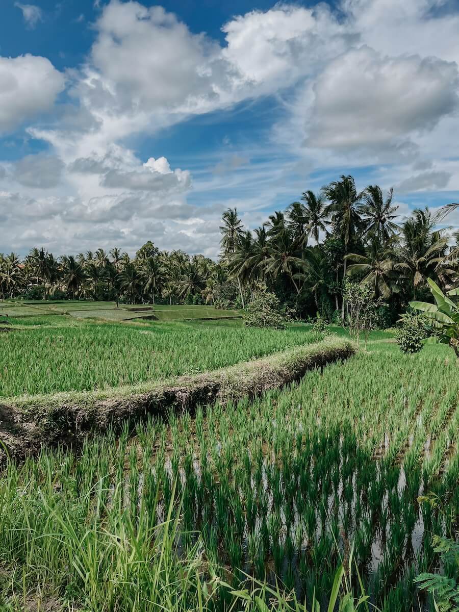 Reisterrassen in Ubud