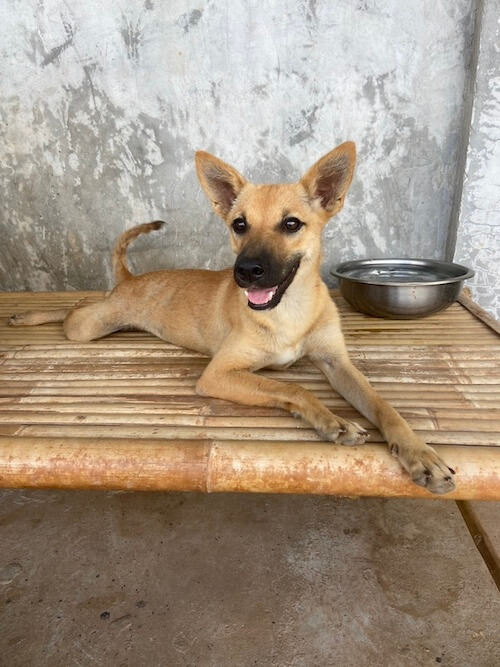 süßer Hund zu adpotieren