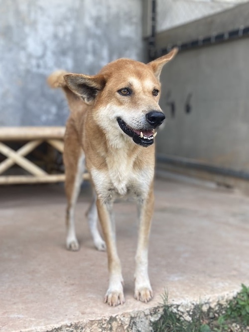 süßer Hund zu adpotieren