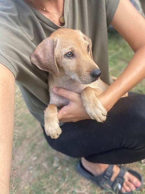 süßer Hund zu adpotieren