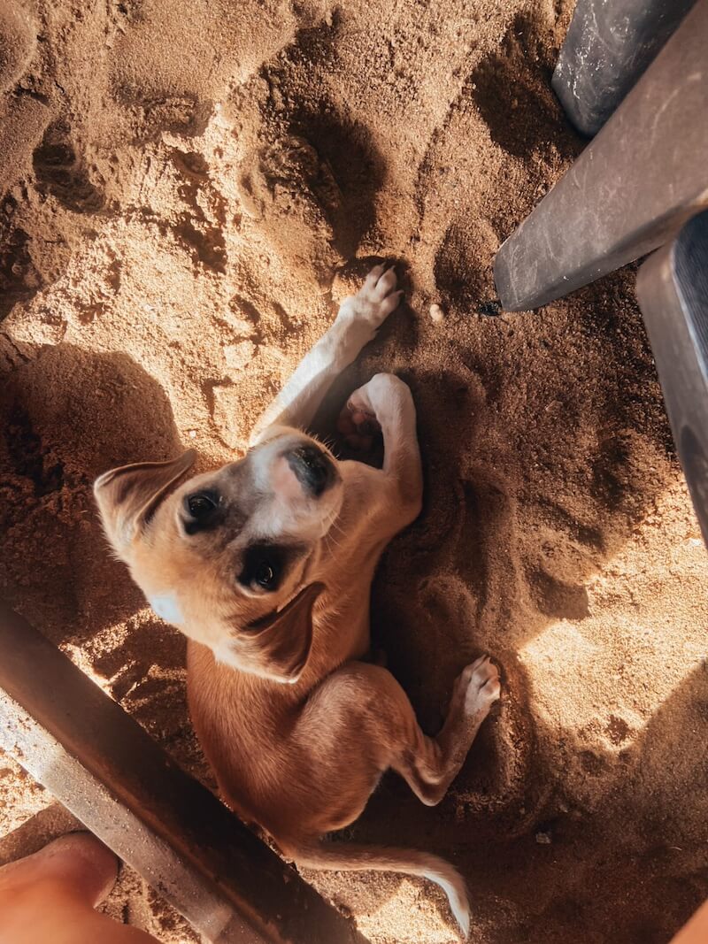 Hund am Strand