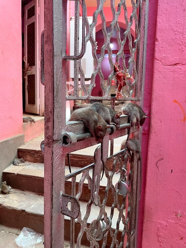 Rattentempel Bikaner