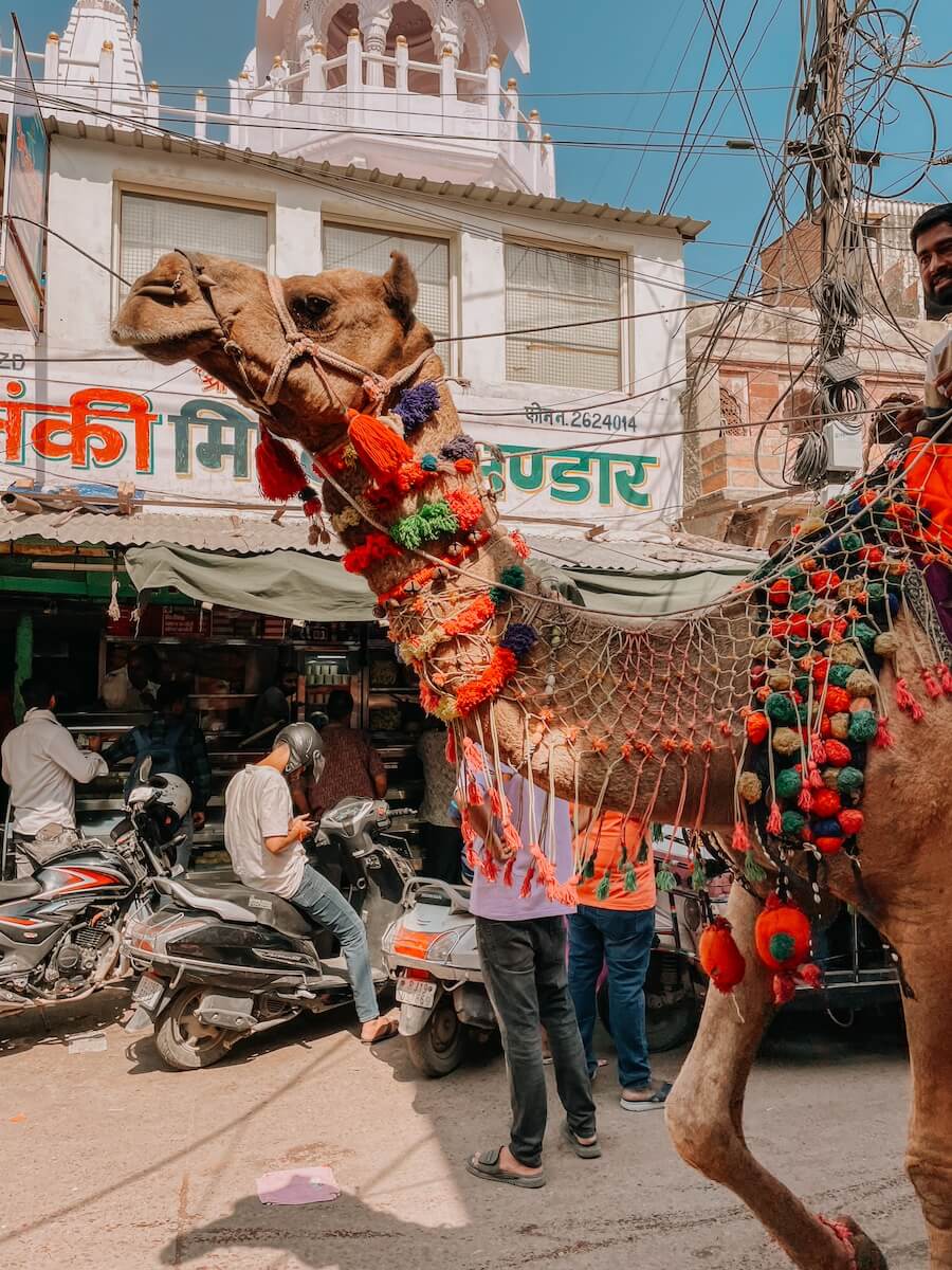 Kamel in Jodhpur