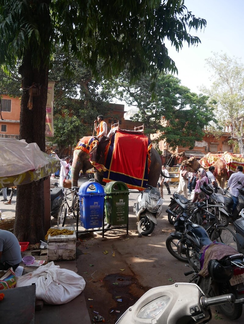 Parade mit Elefant und Kamelen