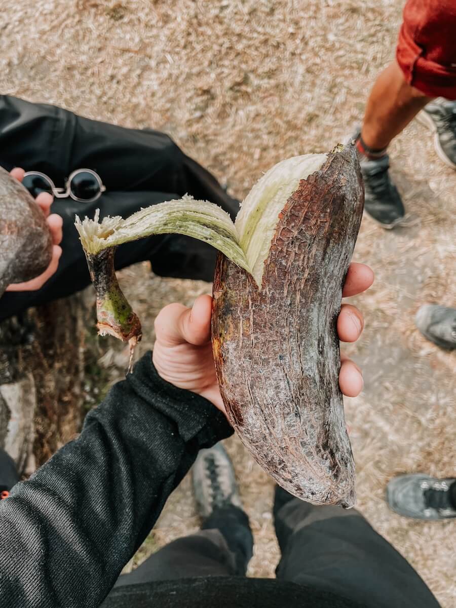 Gigantische nepalesische Banane