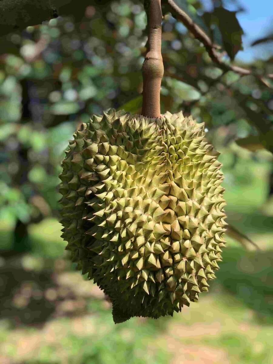 Durian-Frucht