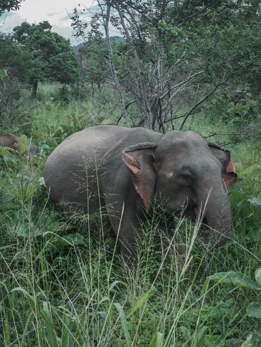 Elefant in der Wildnis