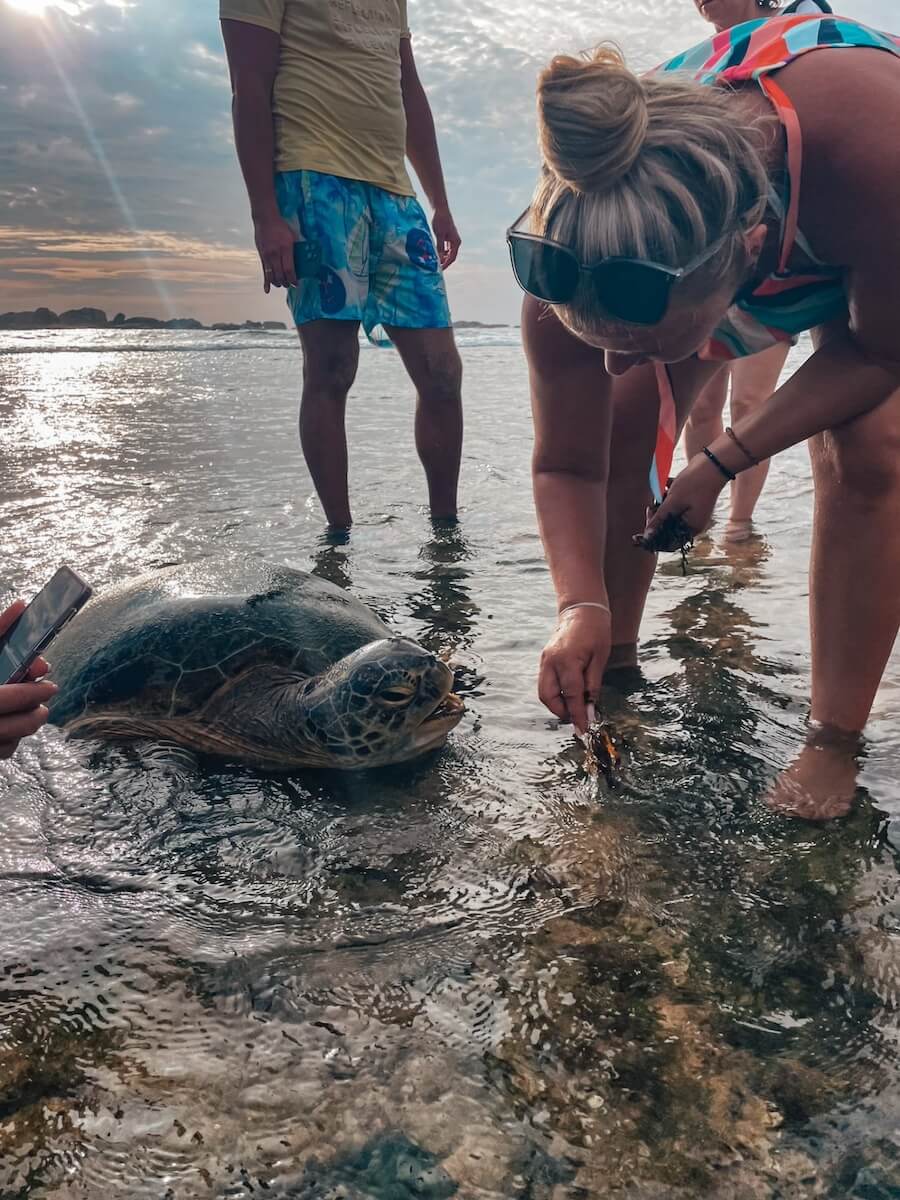 Turtle Beach Sri Lanka