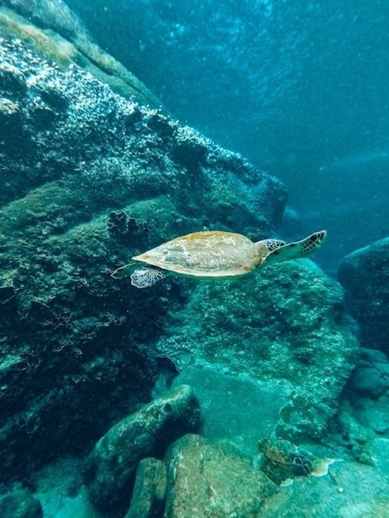 Schildkröte im Meer