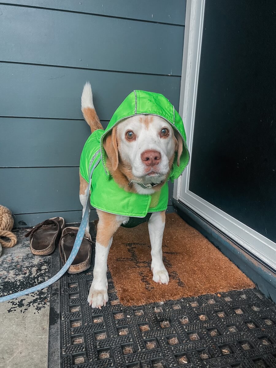 Hund mit Regenmantel