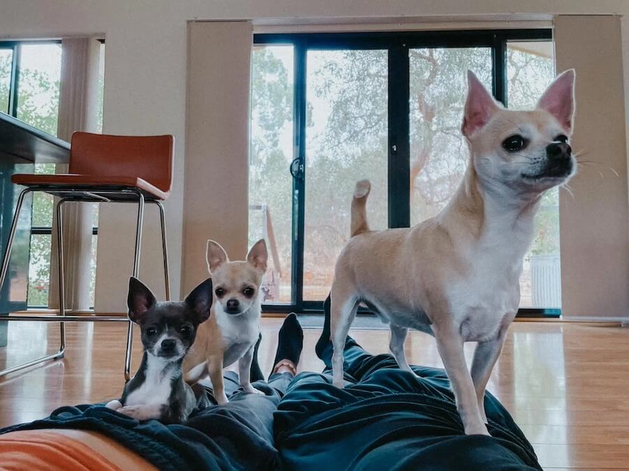 Drei Chihuahuas in Perth