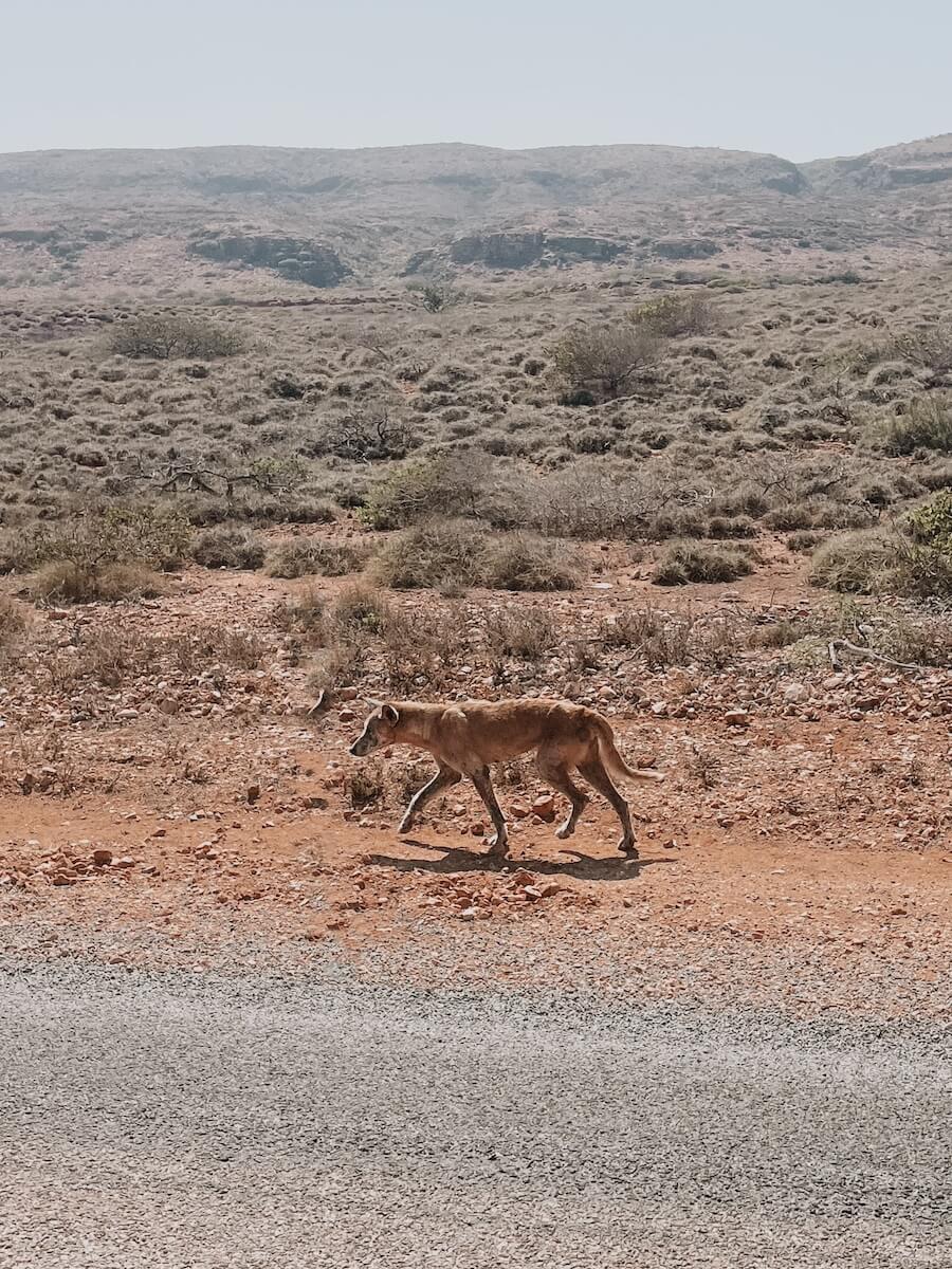 Dingo