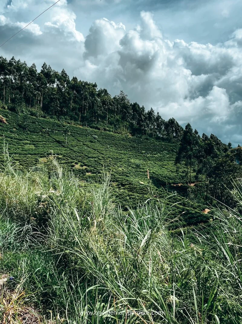 Teeplantagen in Ella