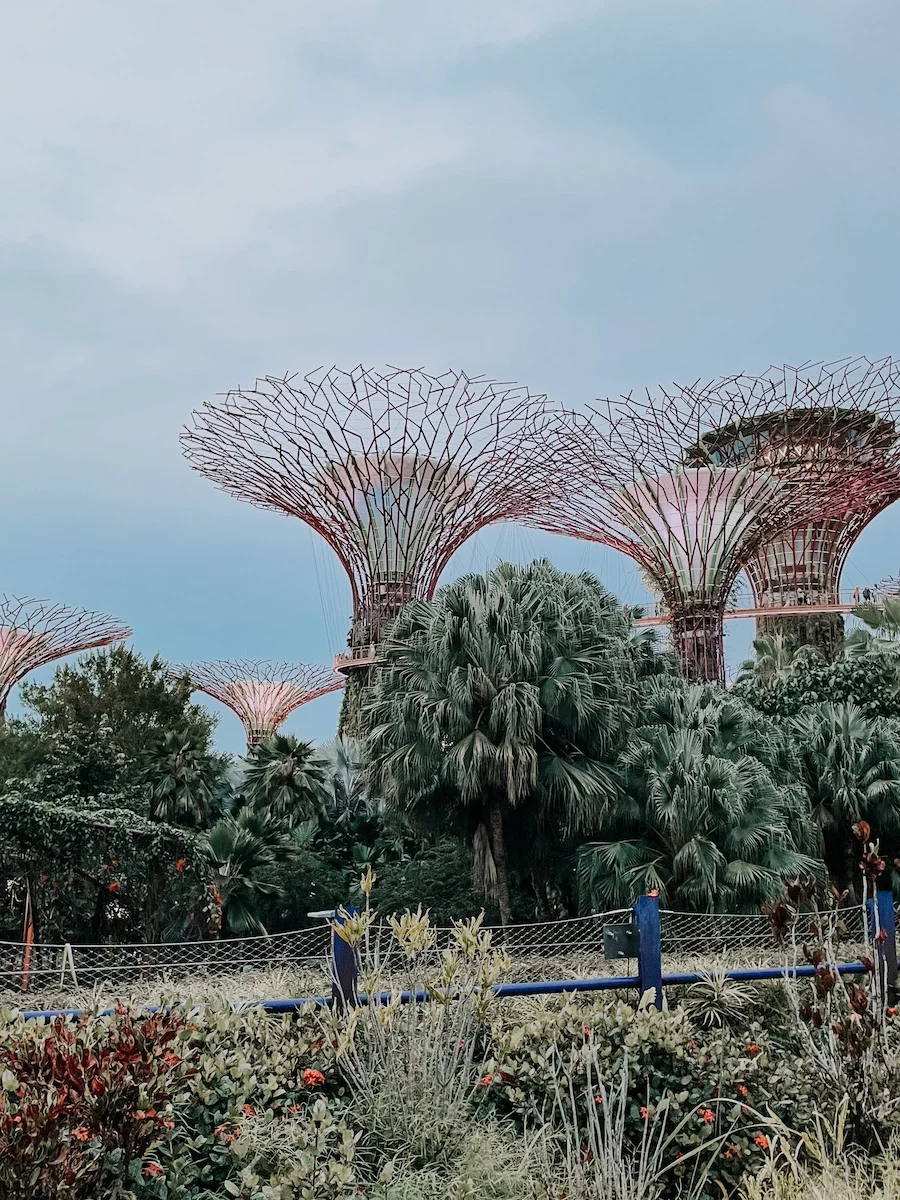 Supertree Grove in Singapur