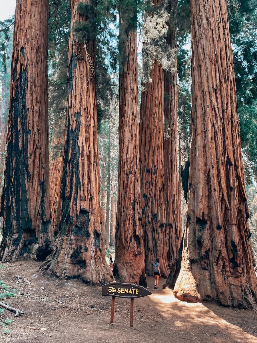 Sequoia Nationalpark