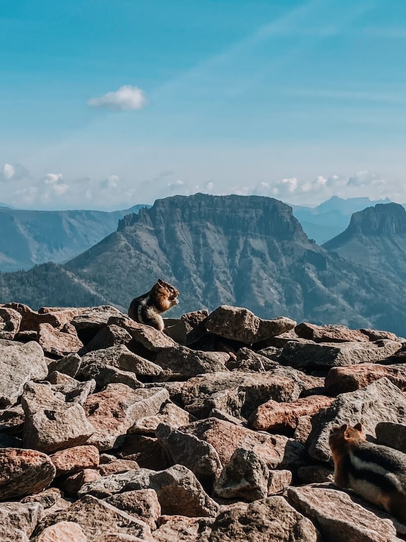 Chipmunk am Avalanche Peak