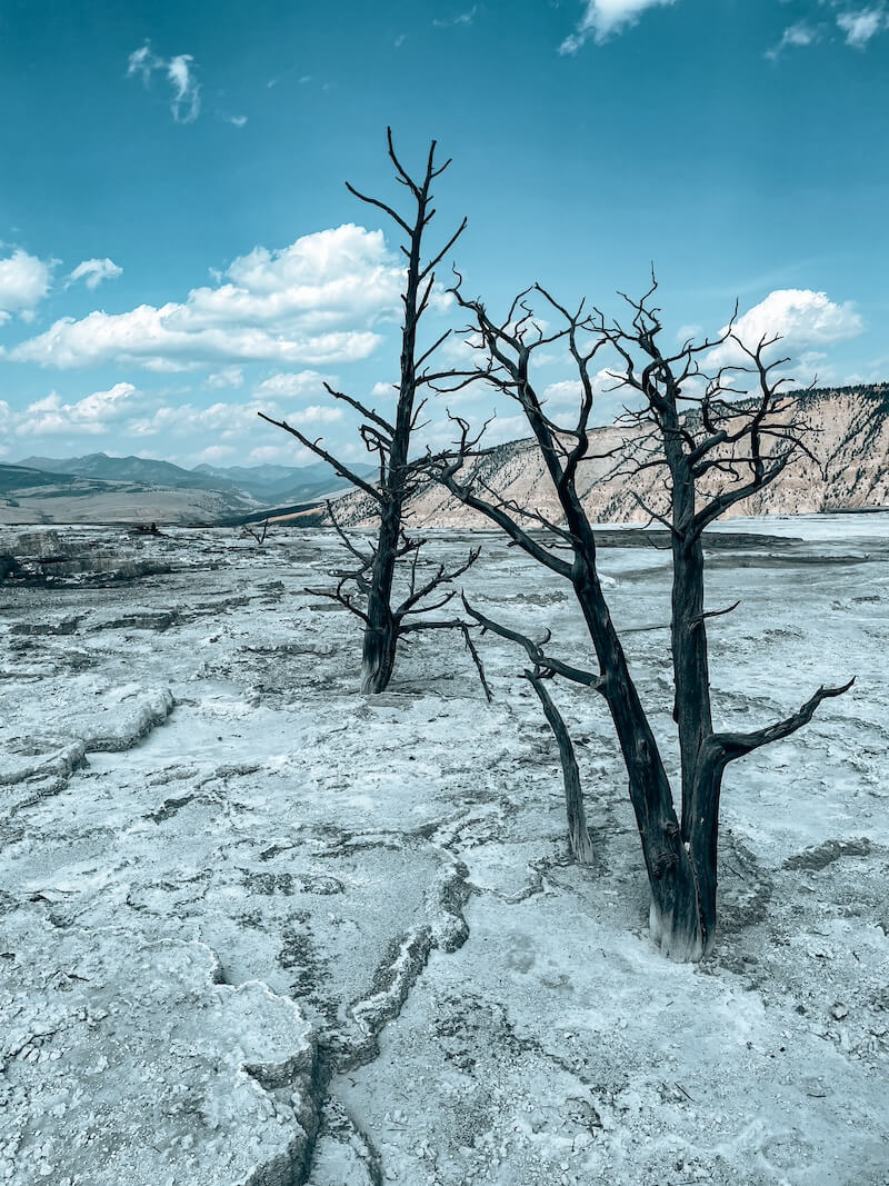 Mammoth Hot Springs