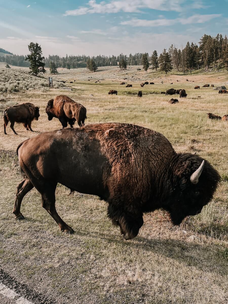 Bisons im Yellowstone Nationalpark