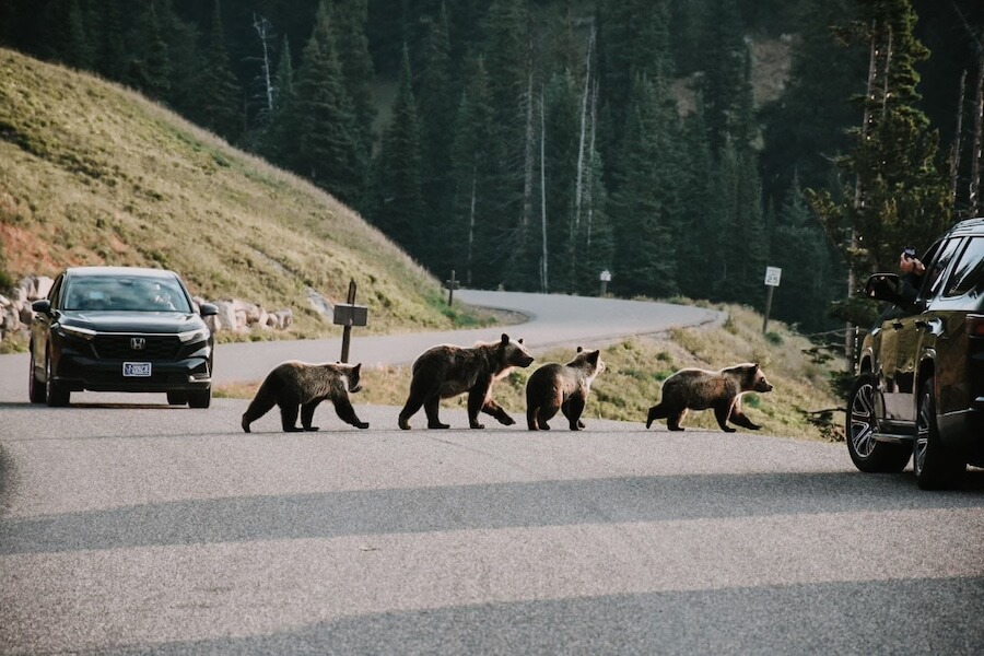 Schwarzbären im Nationalpark